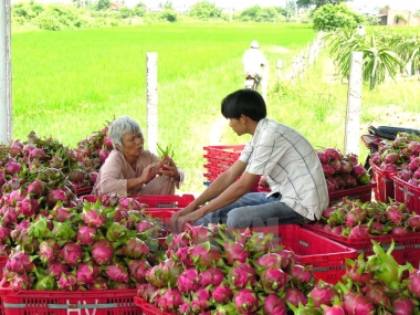 Nông dân cần phải làm gì để không "lạc nhịp" trong TPP
