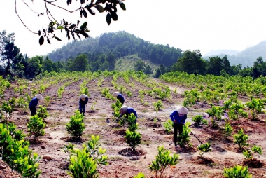 Việc triển khai các dự án bảo vệ và phát triển rừng cần được khoán ổn định cho người dân