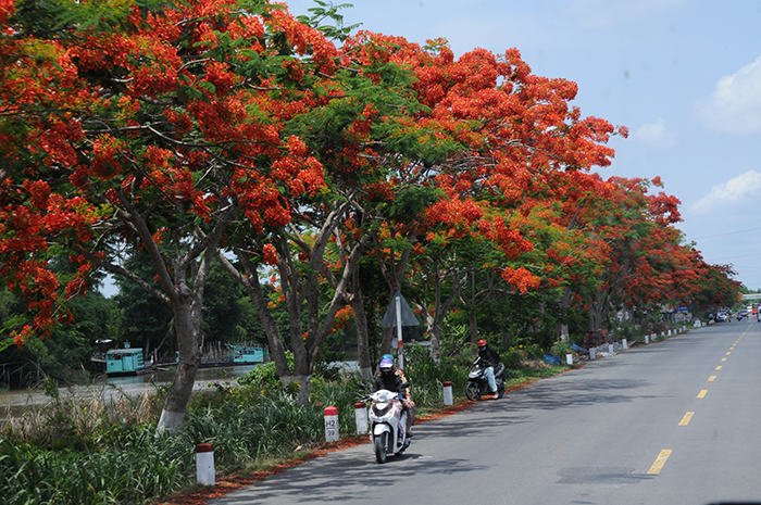"Phát cuồng" con đường phượng bay ở Đồng Tháp