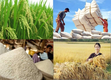 Ngành lúa gạo Việt Nam cần sớm triển khai chiến lược thương hiệu
