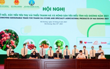 Vải thiều Thanh Hà - nỗ lực để vươn xa
