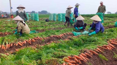 Lưu thông dòng chảy cho tiêu thụ nông sản trong bối cảnh dịch Covid-19