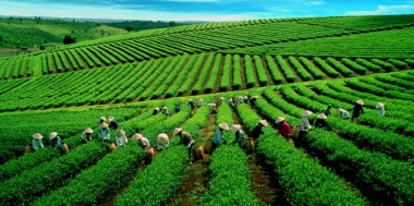 VINATEA chính thức trở thành công ty cổ phần