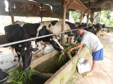 Gương sáng từ CLB “Thanh niên làm kinh tế” huyện Củ Chi