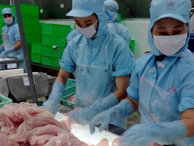 Xuất khẩu cá tra đang gặp nhiều khó khăn