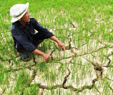 Hướng đi nào cho thị trường nông sản Việt Nam 2016