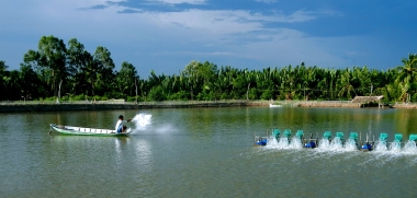 Thủy sản xuất khẩu: Nguy cơ bị “tẩy chay” do tồn dư kháng sinh cấm