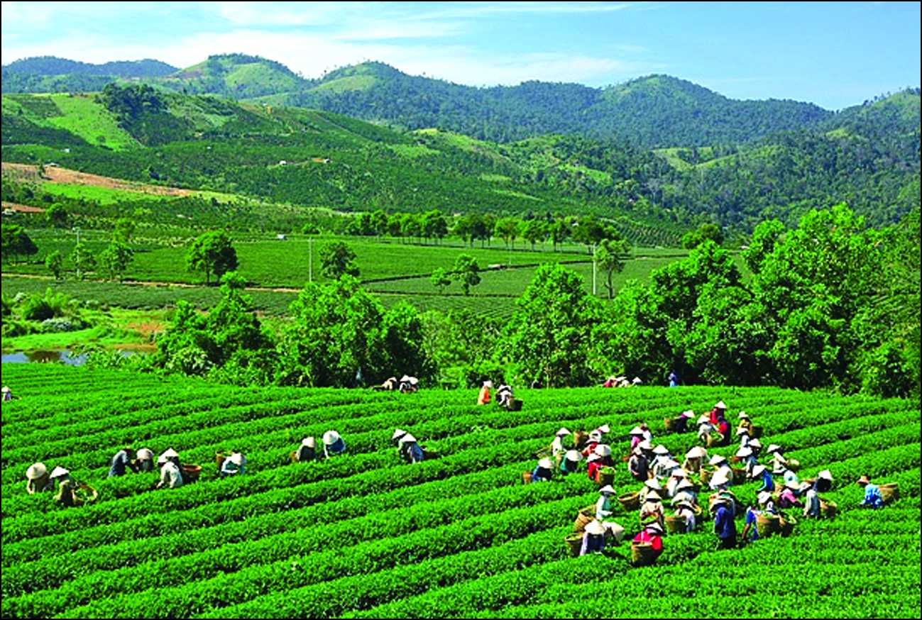 Sản xuất chè theo hướng VietGap: Xu hướng tất yếu