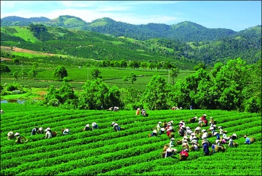 Sản xuất chè theo hướng VietGap: Xu hướng tất yếu