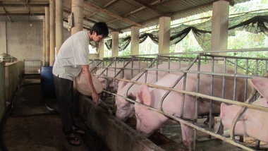 306.660 tỷ đồng hỗ trợ ngành trồng trọt và chăn nuôi thực hiện tái cơ cấu theo hướng hiện đại
