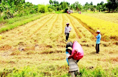 Xuất khẩu gạo tuy khởi sắc, nhưng vẫn chưa bền vững