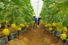 VCCI: Nhiều điều kiện gây khó hiểu, không rõ ràng trong kinh doanh lĩnh vực nông nghiệp