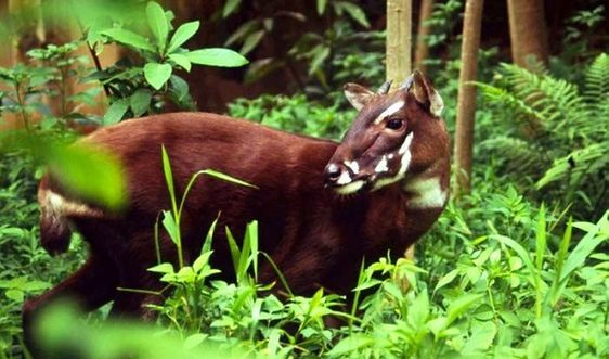 3 sinh vật đặc hữu nổi tiếng tại Việt Nam