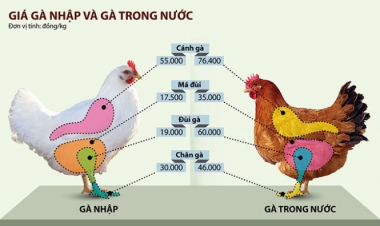 Chuyện chiếc đùi gà Mỹ siêu rẻ và nỗi lo của ngành chăn nuôi