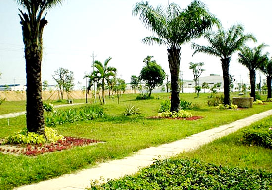 Cây xanh đô thị Kim Phát Tài: Sức bật từ niềm đam mê!
