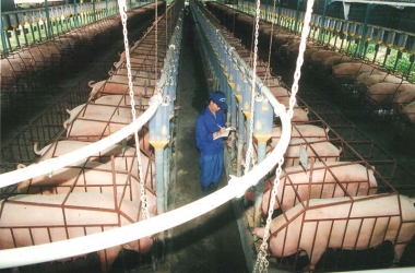 Cần thay đổi tư duy để tái cơ cấu ngành chăn nuôi