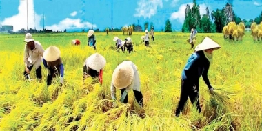 Từ ngày 01/09/2019, quy định về quản lý, sử dụng đất trồng lúa có gì mới?