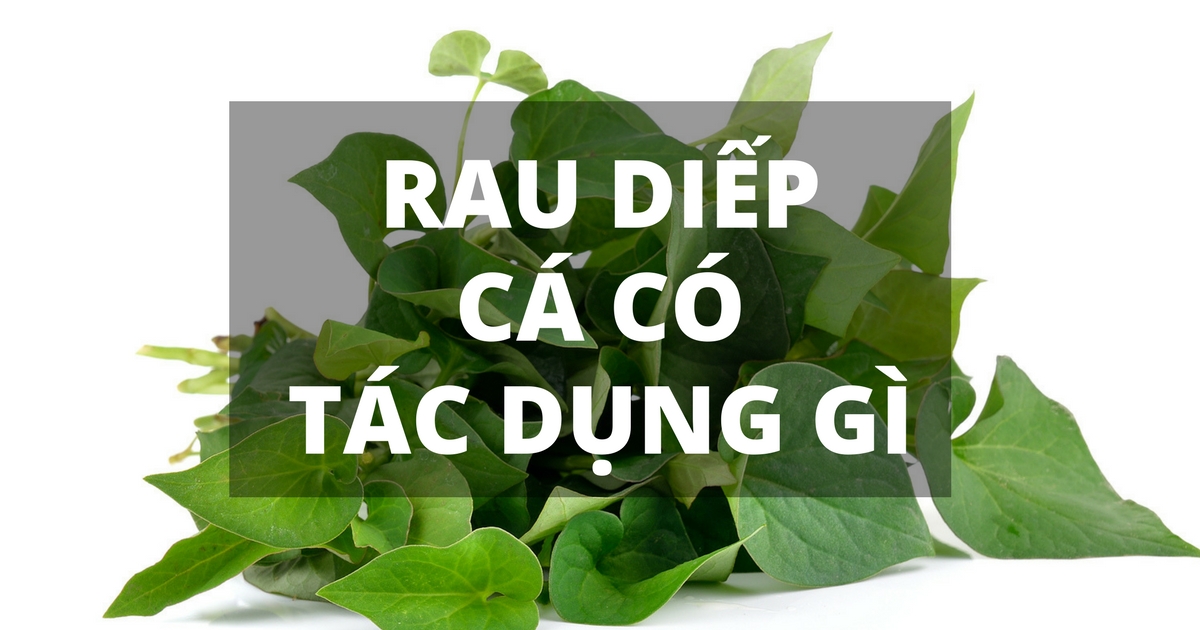 Những điều chưa biết về rau diếp cá