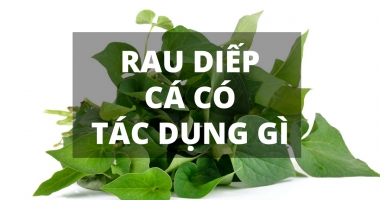 Những điều chưa biết về rau diếp cá