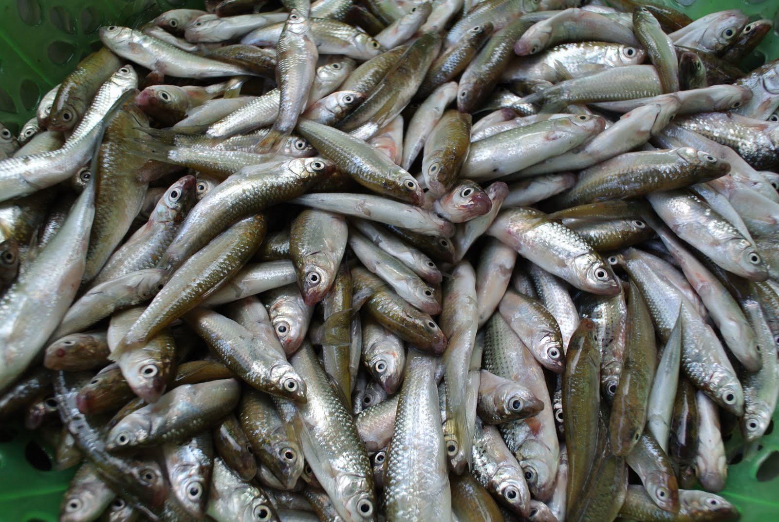 Cá linh: Món ngon mùa nước nổi