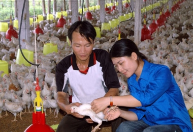 Tháo gỡ khó khăn cho thanh niên làm kinh tế tập thể