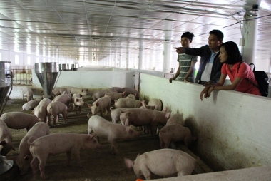 Bí quyết thành công từ trang trại chăn nuôi của bí thư chi đoàn ở Quảng Nam