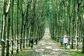 Giá cao su giảm mạnh do chính sách phá giá đồng Nhân dân tệ