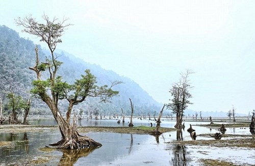 Những gốc cây khô độc đáo