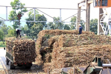 Mía đường trước sức ép hội nhập