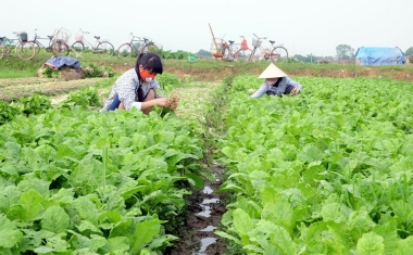 Còn nhiều lo ngại về “sức sống” của hợp tác xã