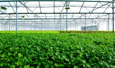 Nông nghiệp hữu cơ đón nhận nhiều ưu đãi