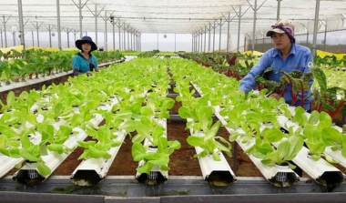 Bộ Kế hoạch và Đầu tư đề xuất phân loại và đánh giá hợp tác xã