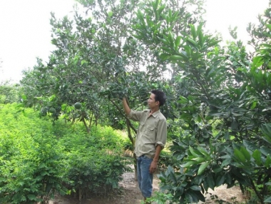 Hiệu quả từ mô hình thanh niên làm kinh tế trang trại ở Hà Nội