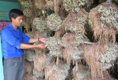 Sáng tạo với mô hình Tổ hợp tác thanh niên làm dưa kiệu kết hợp du lịch