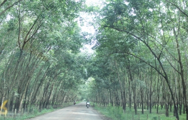 Tranh chấp đất đai giữa lâm trường và địa phương vẫn “nóng”