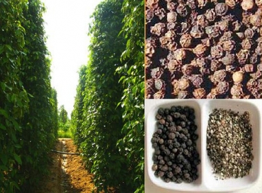 Ấn Độ xả bán tiêu bẩn kéo giá tiêu tại Việt Nam đi xuống