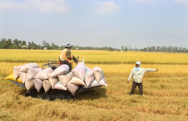Gia hạn thêm 2 tháng cho vay mua tạm trữ thóc, gạo