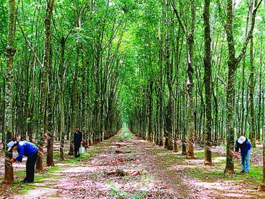 Việt Nam nằm trong nhóm nước có đầu tư lớn nhất tại Lào
