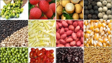 Triển vọng sản lượng nông sản toàn cầu niên vụ 2015/16