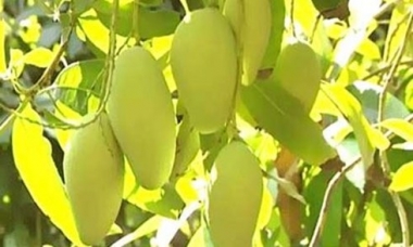 Đẩy mạnh xuất khẩu nhiều mặt hàng nông sản sang Nhật