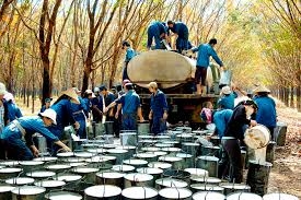 Giá cao su châu Á tiếp tục giảm, ARBC tăng nỗi lo