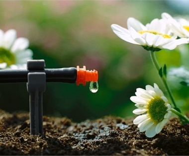 Tưới tiêu cho cây ăn trái thời điểm biến đổi khí hậu ở Tiền Giang