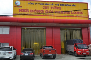 Thanh long Cát Tường hướng đến thị trường xuất khẩu
