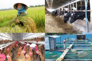 Giải bài toán tín dụng nông nghiệp nông thôn