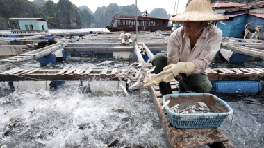 Phạt 200 triệu đồng với tổ chức vi phạm về sử dụng chất cấm trong nuôi trồng thủy sản