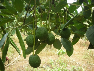 Làm giàu từ trồng bơ Mỹ ở Đắk Nông