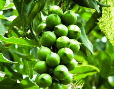 Thận trọng với cây tỷ đô
