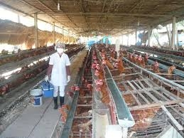 Nâng cao khả năng hội nhập ngành chăn nuôi