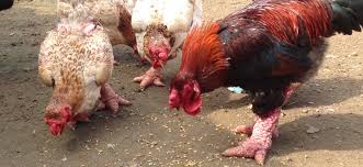 Hướng thoát nghèo cho thanh niên xã Mê Linh nhờ mô hình nuôi gà Đông Tảo