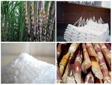 Các yếu tố ảnh hưởng đến thị trường mía đường thế giới trong thời gian qua
